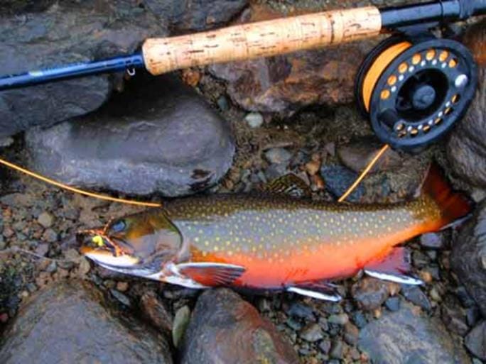 Free NH Fish & Game workshop: Beginners Weekend Fly-Fishing post image