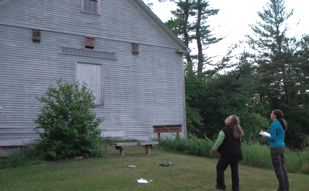 NH residents can help in the fight to save the state’s bats post image