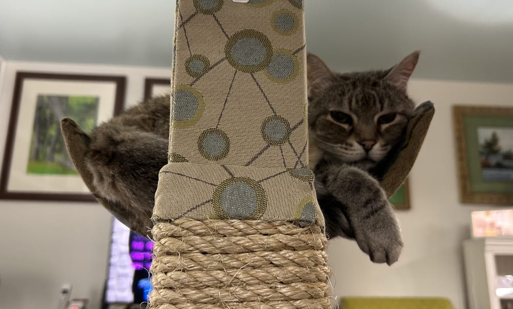 NH pet lovers among those most likely to search online for fur baby goodies post image