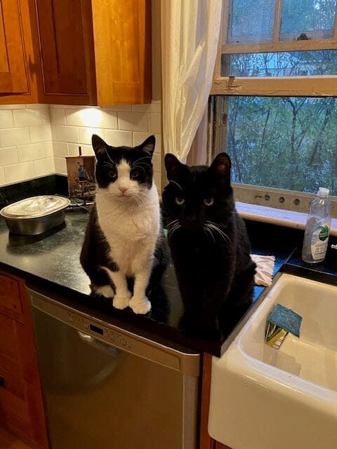 It’s not a home without them post image