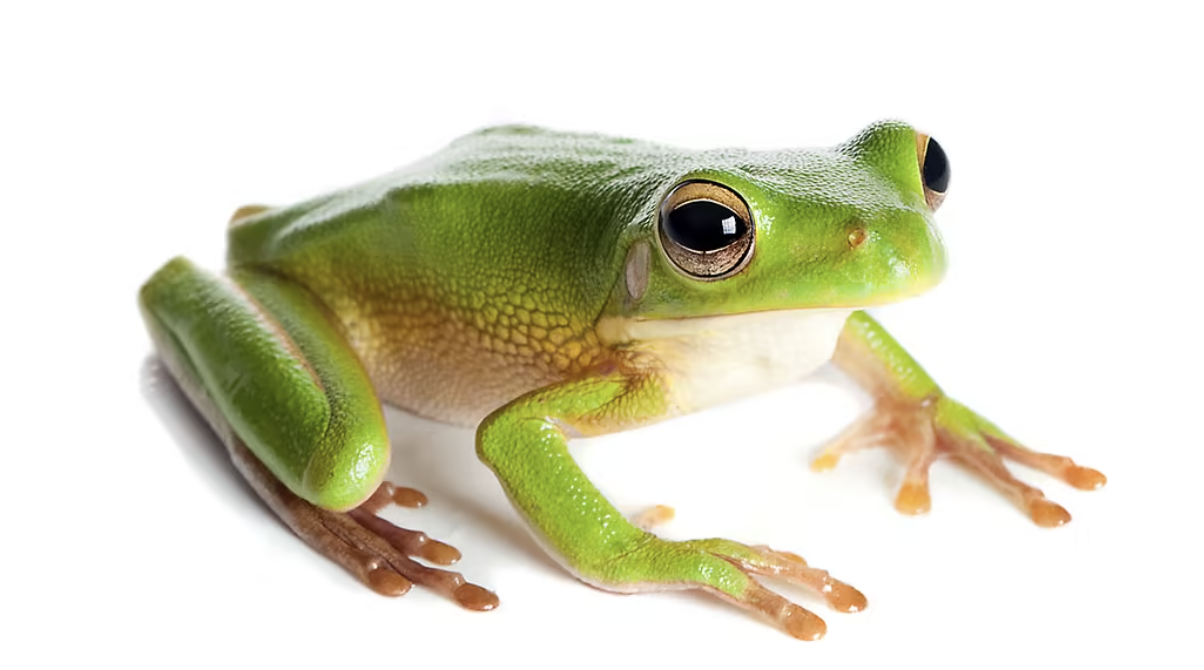 Frogs, celebrity and unanswered questions post image