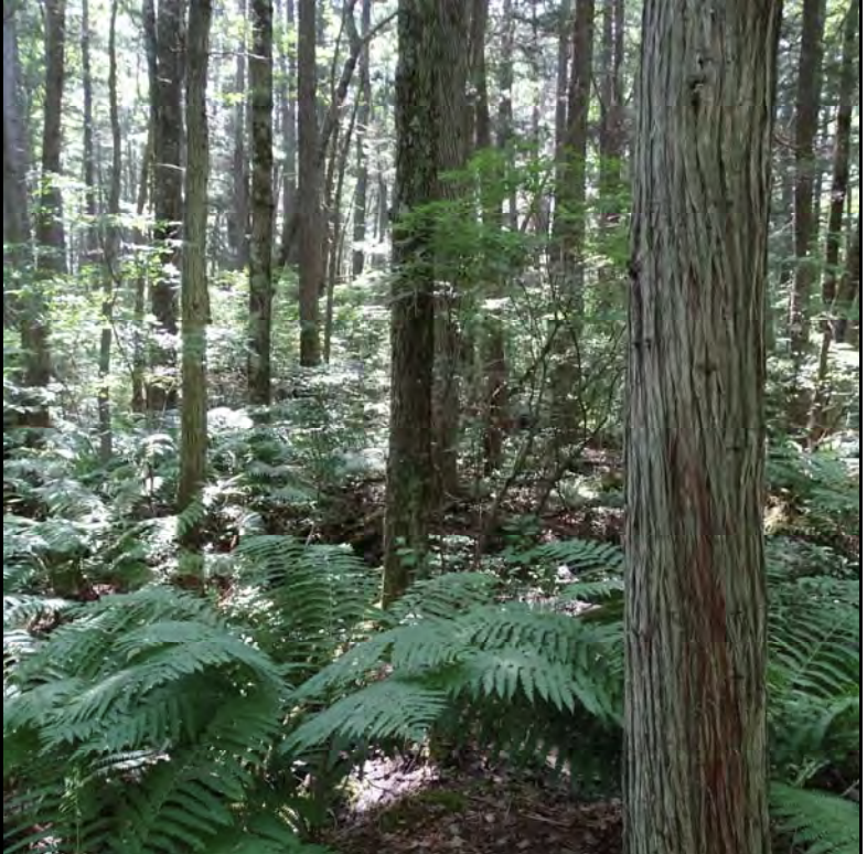 All welcome: July 23 Conservation Commission tour of Cedar Swamp All-Persons Trail post image