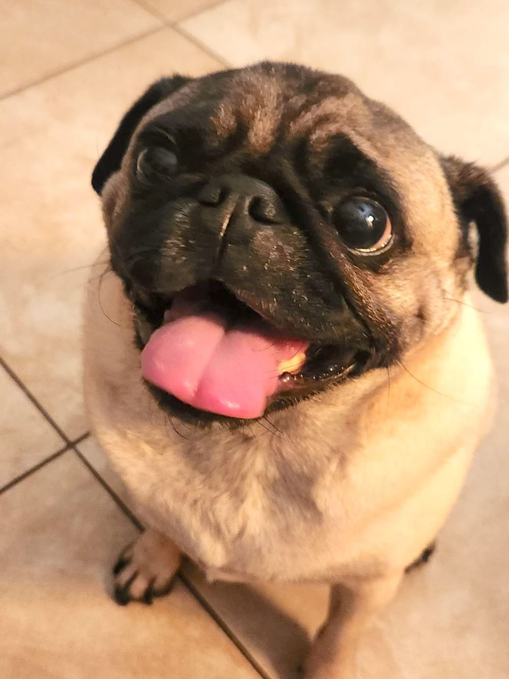 The purging of pet urine: A hero’s quest post image