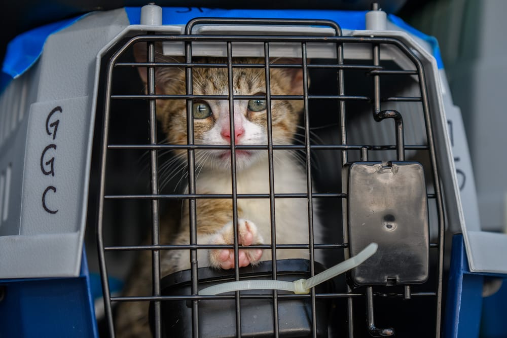 On the wings of love: ‘Clear the Shelters’ delivers adoptable animals to NH from the South post image
