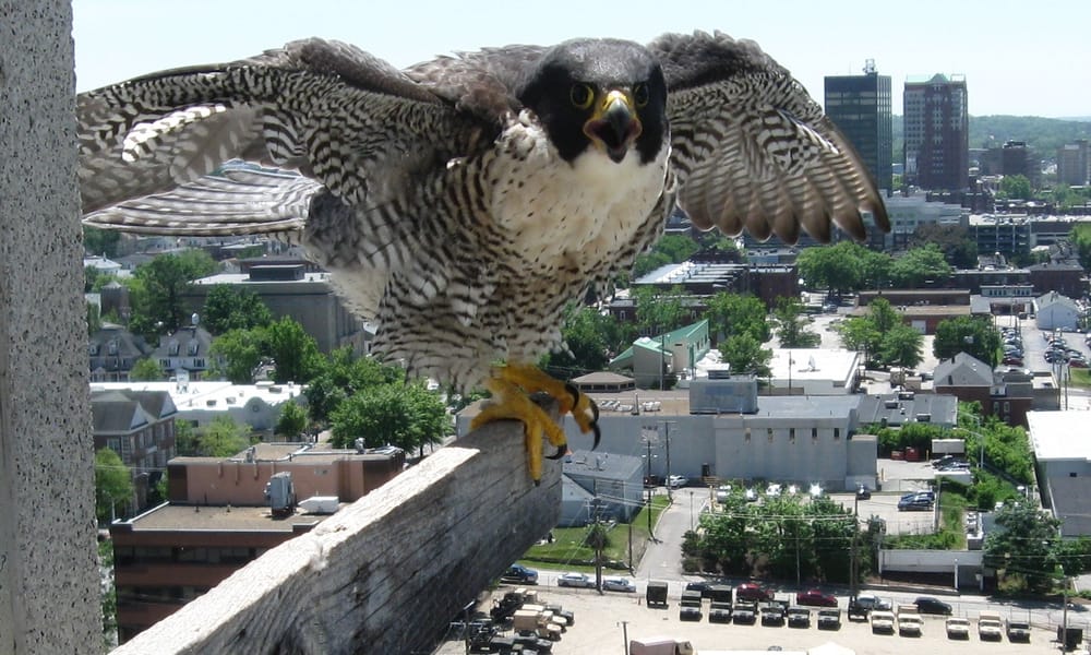 Atop Brady Sullivan Tower, a peregrine falcon success story post image