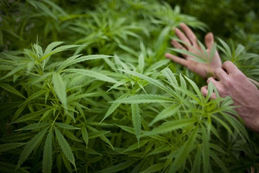 If New Hampshire legalizes cannabis, the next challenge looms: attracting farmers post image