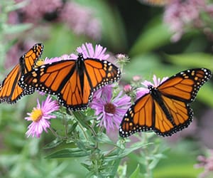 Calling all educators: NH Schoolyard Action Grant applications being accepted through Jan. 26 post image