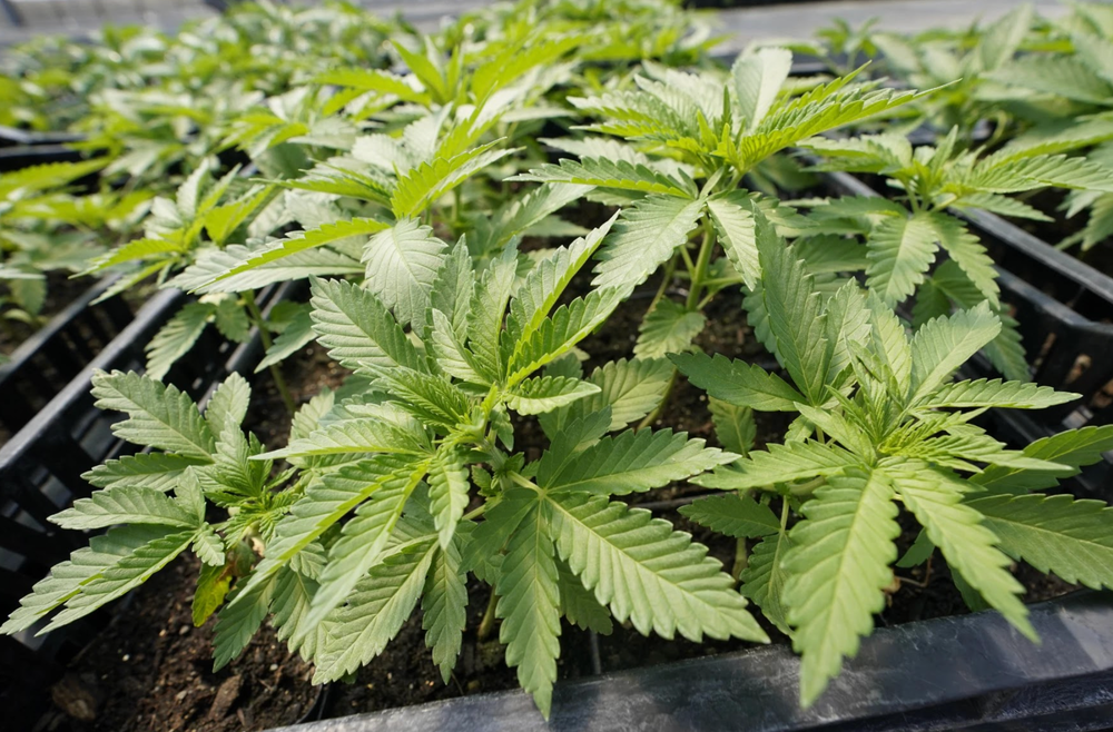 NH marijuana commission fails to find consensus for a legalization policy post image