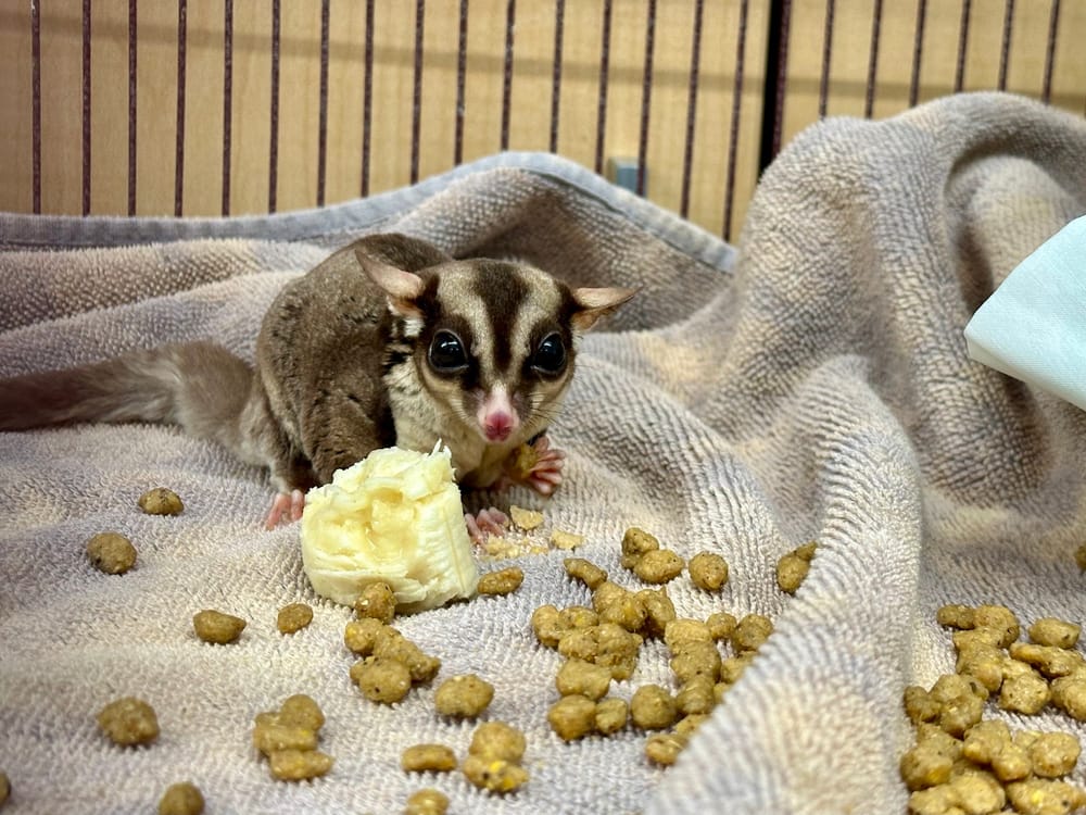 NHSPCA Sugar Glider rescue highlights challenges of the cute but hard-to-care-for critters post image