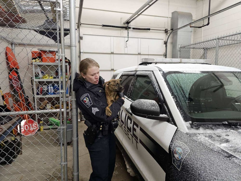 Child, 15 puppies and dogs found living in ‘deplorable’ conditions removed from Hooksett home post image