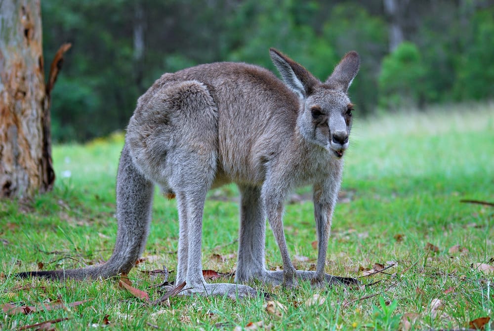 Kangaroos, squirrels, and treasure hunting: The unique bills of the 2024 session post image