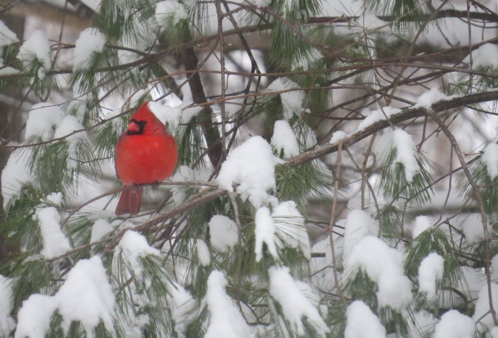 Fine Feathered Friends: Tips on how you can help birds post image
