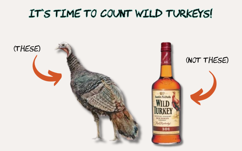 The NH Fish & Game 2024 Winter Wild Turkey Flock Survey is underway post image