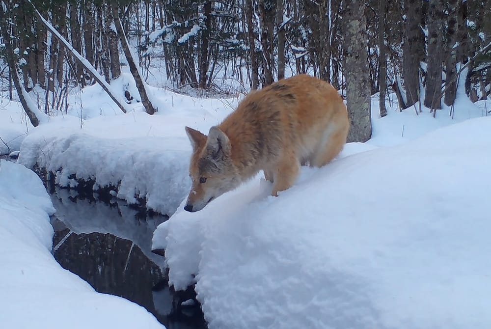 Letters: It’s hard to understand why some people hate coyotes with so much passion post image