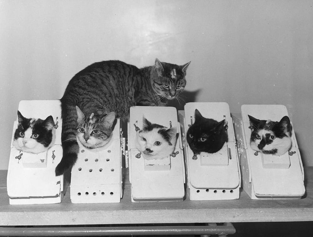 Tiny White Box: Will Schroedinger’s sword cut Damocles cat? post image