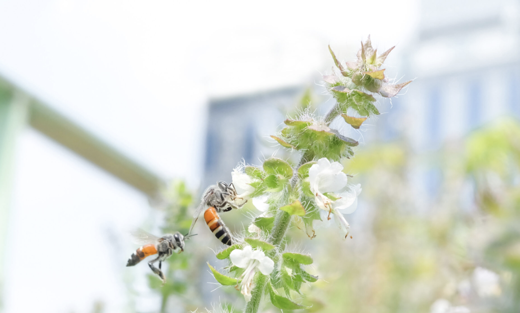 March 12 Science on Tap:  Sharing our Cities with Pollinators post image