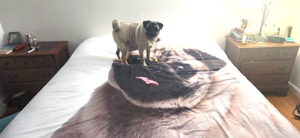 An Existential Pug reflects on sheet post image
