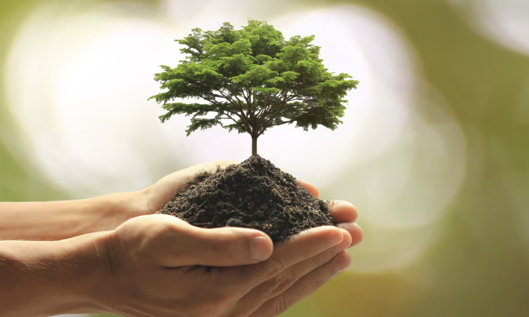 Eversource offering free trees to customers for Arbor Day (hurry they’re going fast) post image