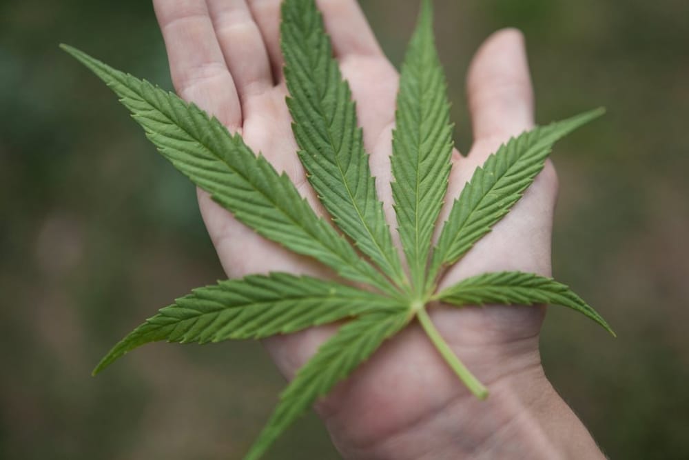 Key members of House threaten to vote against cannabis bill after Senate changes post image