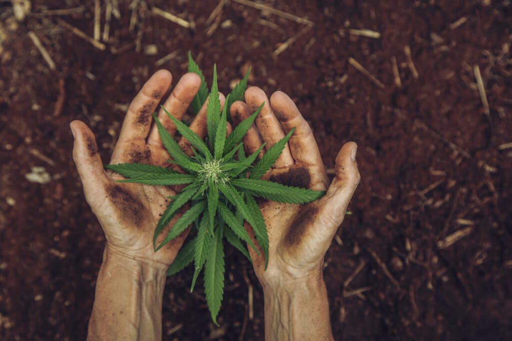 Cannabis legalization set for negotiations after frustrations among House supporters post image