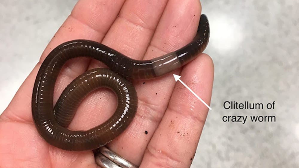 These hungry ‘muscular’ snake-like jumping worms are ‘widespread’ in New Hampshire post image