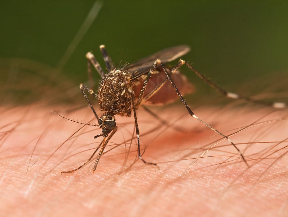 West Nile Virus found in Manchester mosquitoes post image