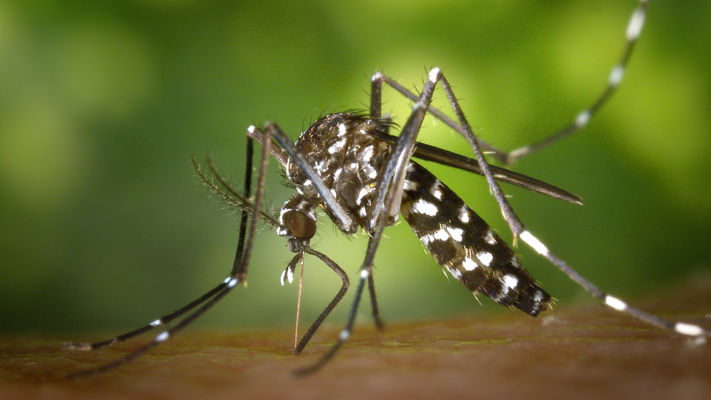 Elevated Eastern Equine Encephalitis (EEE) risk in Southern NH – your next steps  post image