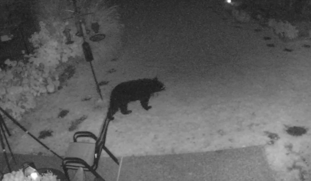 Chickens, beehives and koi fish spared after visit from backyard bear on Brennan Street near St. Pius post image