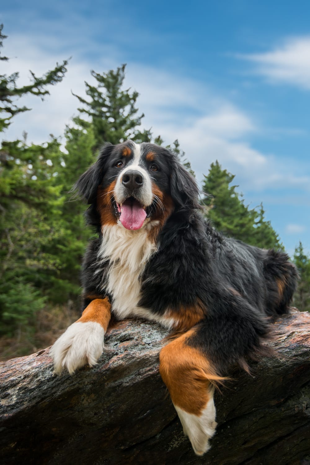 Hiking with your Dog: 101 post image