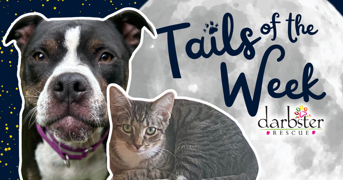 Tails of the Week 🐾 Darbster Rescue post image