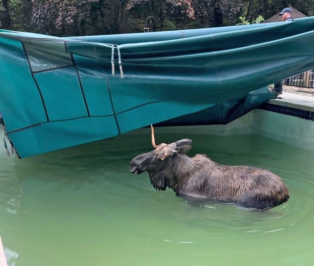 Pool party for 1: Moose found in Bedford swimming pool post image