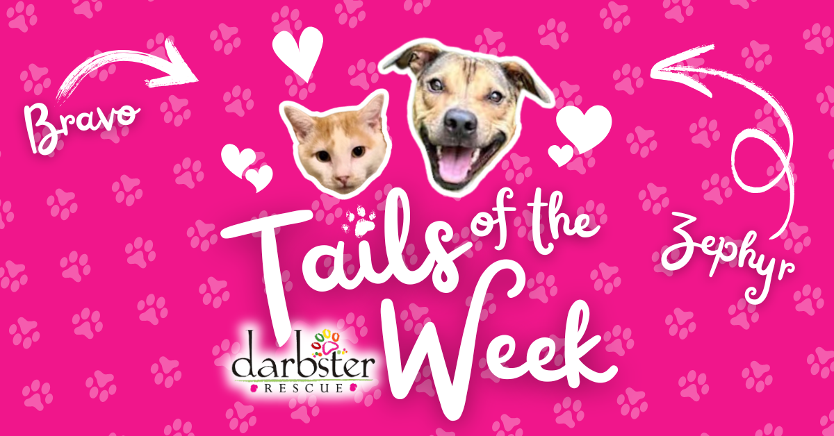 Tails of the Week 🐾 Darbster Rescue: Meet Zephyr and Bravo post image