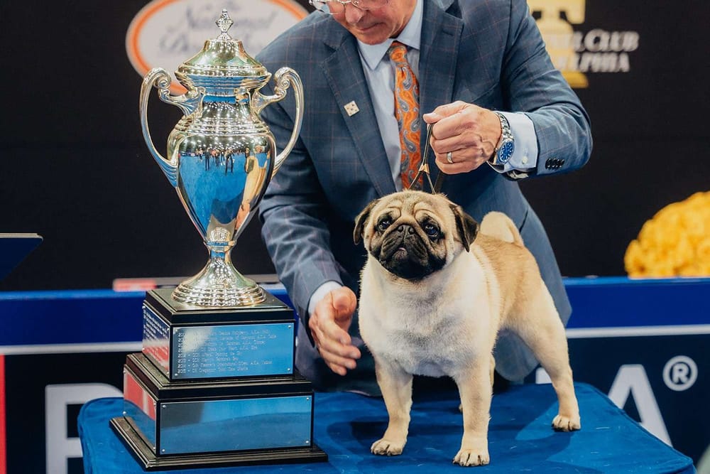 An Existential Pug reflects on his breed’s big win post image