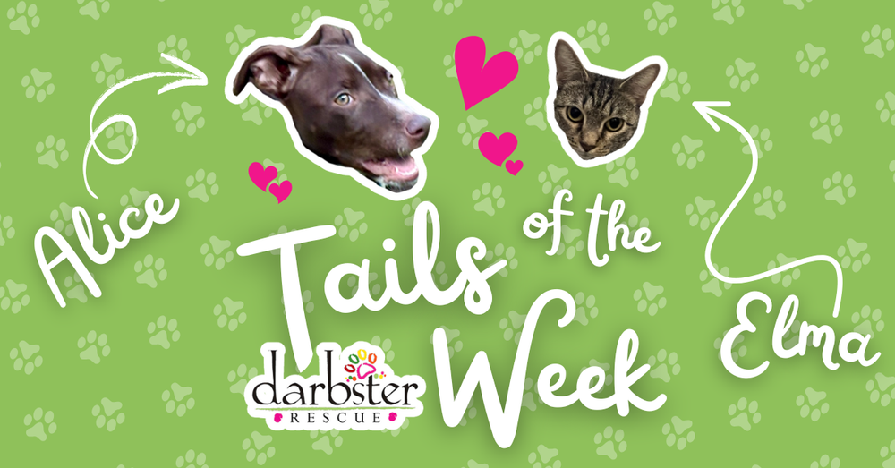 Darbster Rescue: Alice + Elma 🐾 Tails of the Week post image