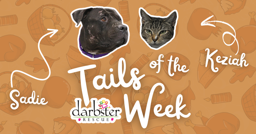 Sadie + Keziah 🐾 Darbster Rescue Tails of the Week post image