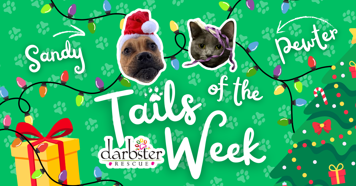 Sandy + Pewter 🐾 Darbster’s Tails of the Week post image
