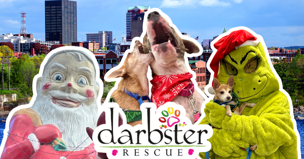 Doggy Day Out: Myla + Peyton Explore Manchester post image
