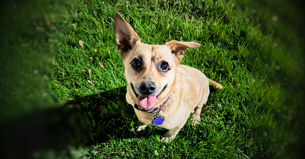 Tuley Houghton, 12, crosses the Rainbow Bridge post image