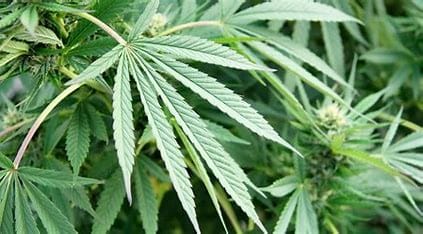 To legalize (marijuana) or not to legalize, that is the question post image