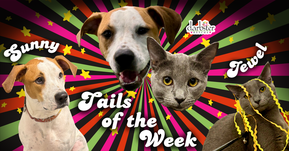 Sunny + Jewel 🐾 Darbster Tails of the Week post image