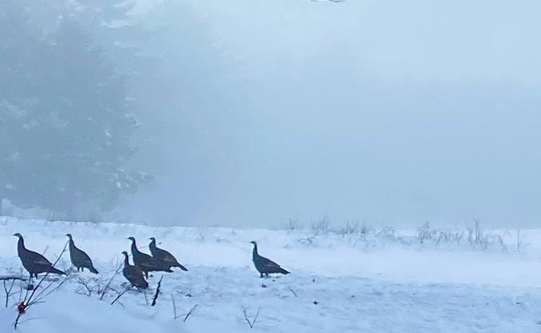 Got gobblers? NH Fish and Game wants you to take the 2025 Winter Turkey Flock Survey post image