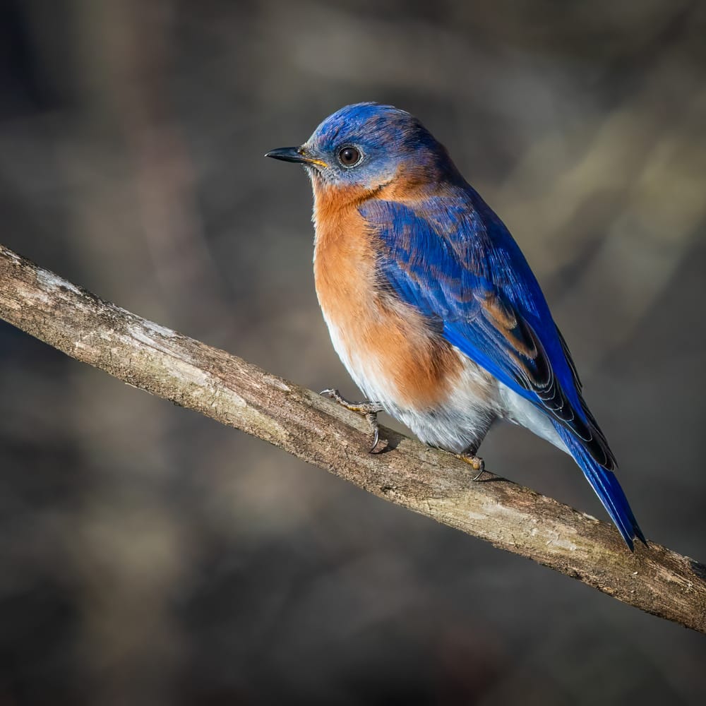 NH Audobon 38th Annual Backyard Winter Bird Survey this weekend post image