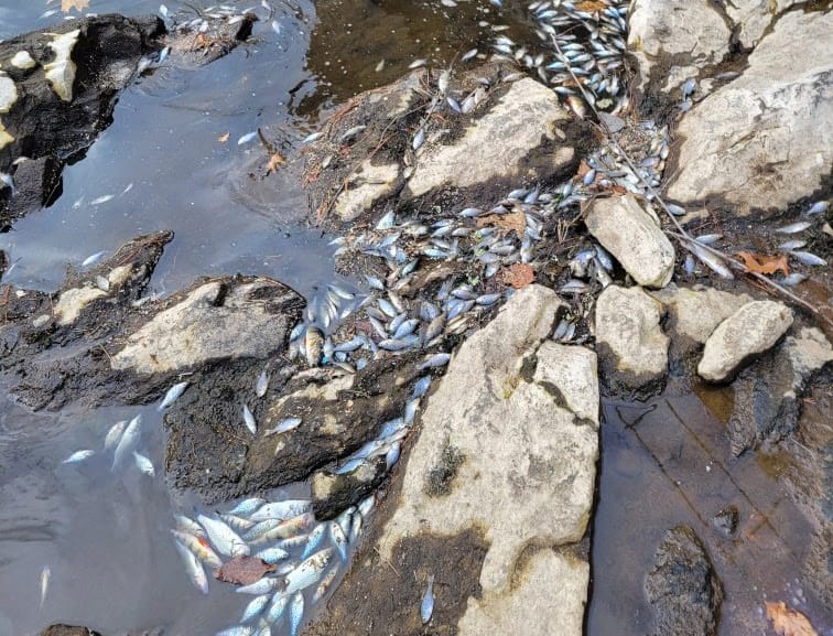 Fish kills during ice melt not uncommon in New Hampshire post image