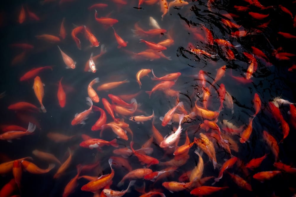 One big fish, one very small pond puts New Hampshire fifth on billionaires list post image