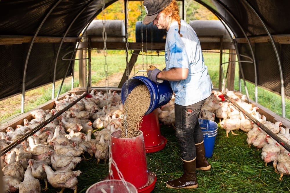 NH small meat, poultry processors will get boost from USDA grant post image