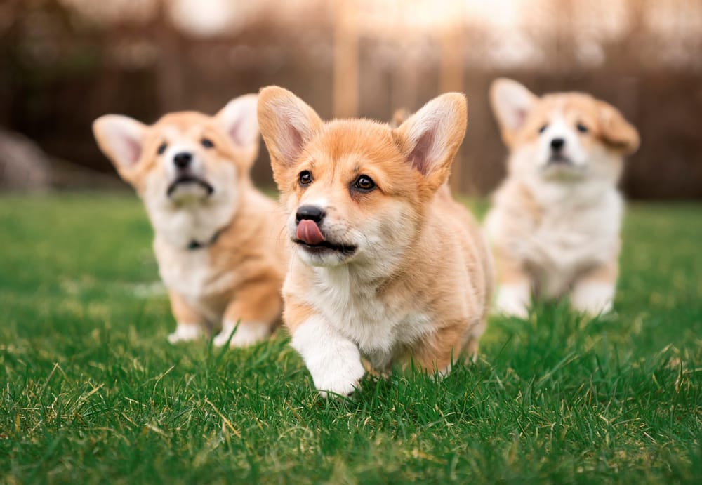 What’s a Pet Scam? post image